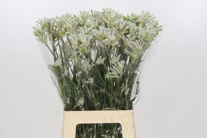 <h4>Kangaroo Paw Bush Diamond</h4>