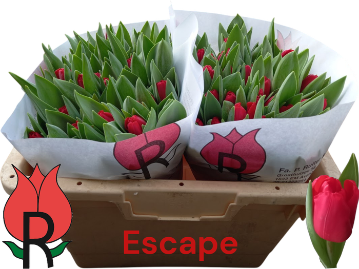 <h4>TU EN ESCAPE</h4>