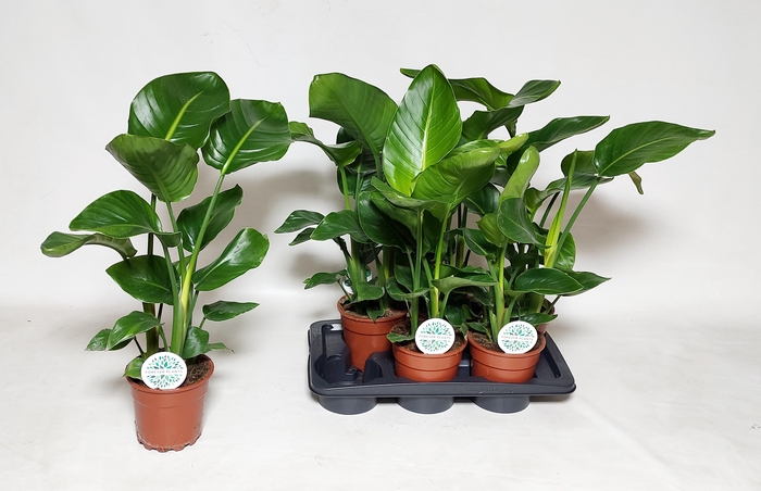 <h4>STRELITZIA NICOLAI</h4>