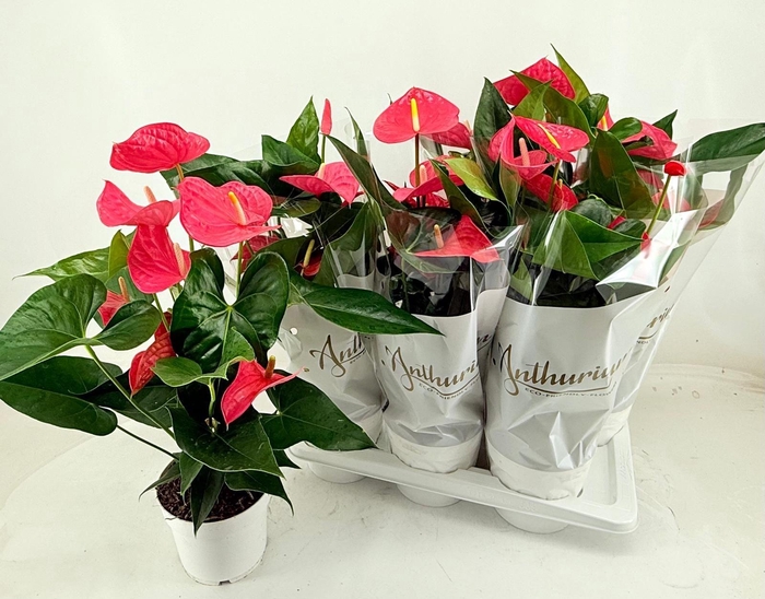 <h4>ANTHU AN MAINE</h4>