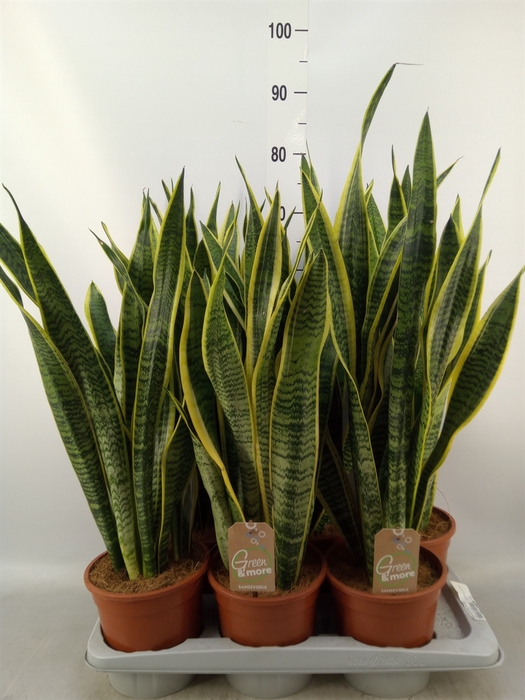 <h4>Sansevieria trifa. 'Laurentii'</h4>