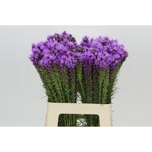 LIATRIS SPICATA
