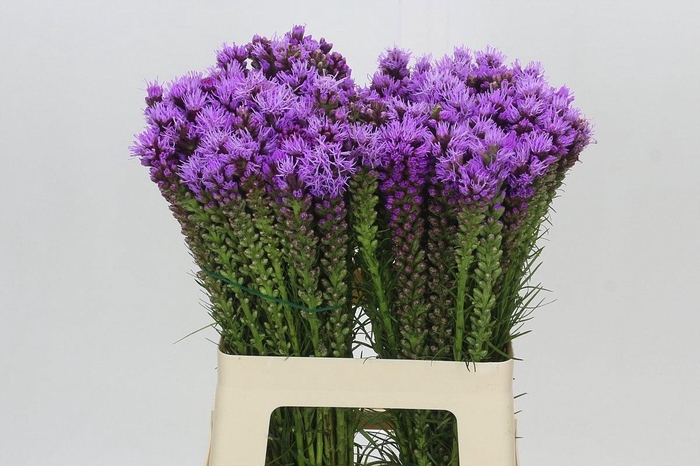 <h4>LIATRIS SPICATA</h4>