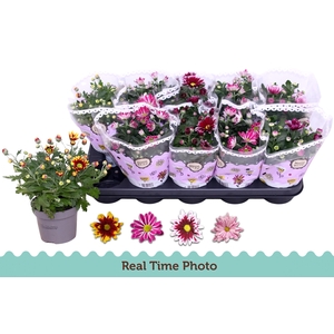 CHRYS GEM 2 KL BLOEM