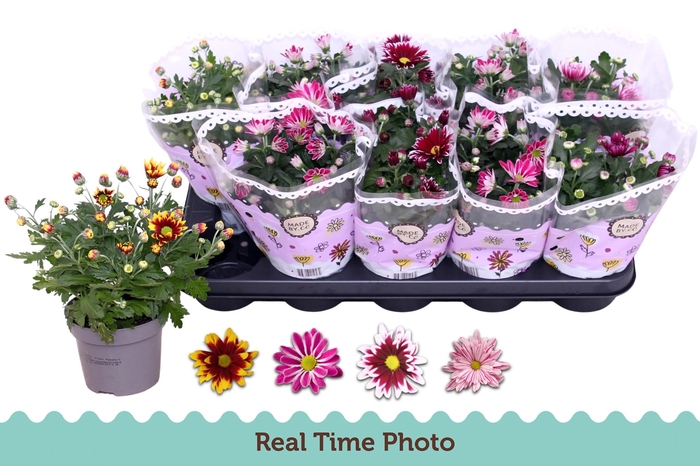 CHRYS GEM 2 KL BLOEM