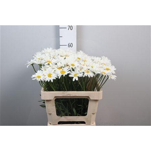 Leuc White
