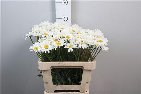 <h4>Leuc White</h4>