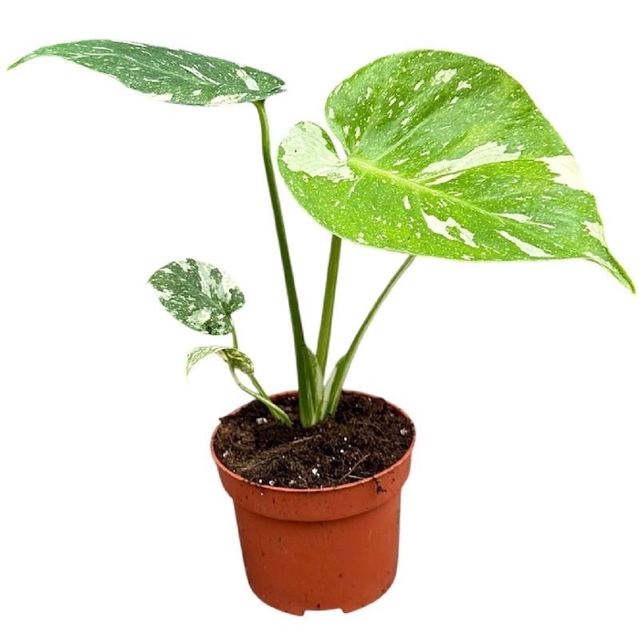 <h4>Monstera Thai Constellation</h4>