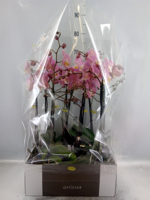 <h4>Phalaenopsis  'Ant Padova'</h4>