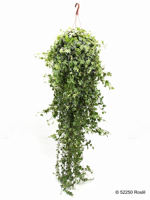 <h4>HEDERA HELIX P19 180-210 CM BONT HP</h4>
