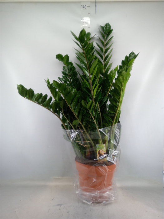 <h4>Zamioculcas zamiifolia</h4>