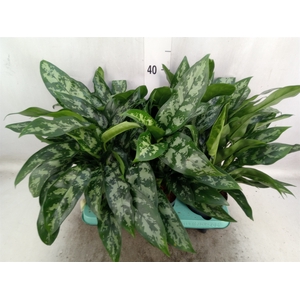 Aglaonema  'Maria'