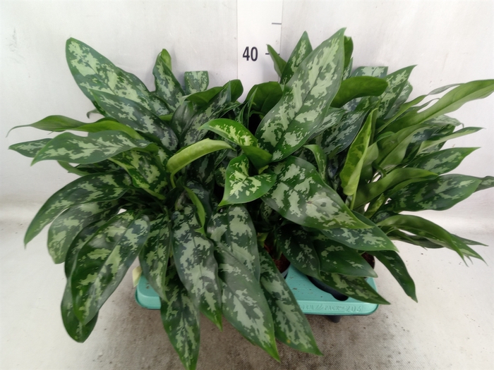 Aglaonema  'Maria'