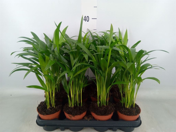 <h4>Dypsis lutescens   ...Chrysalidoca</h4>
