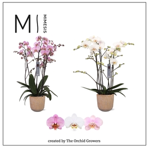 Mimesis Phal. Marvellous Mix - 50+ flowers 17cm in Cille Old Pink ceramic