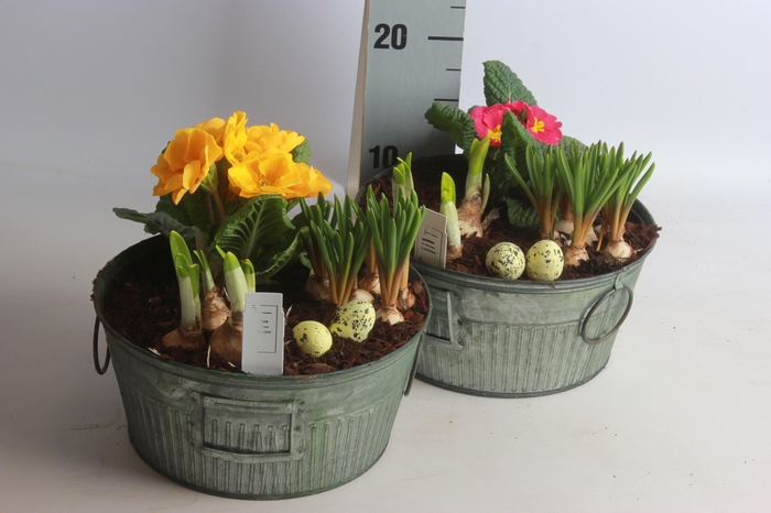 <h4>ARR TUINPLANTEN</h4>