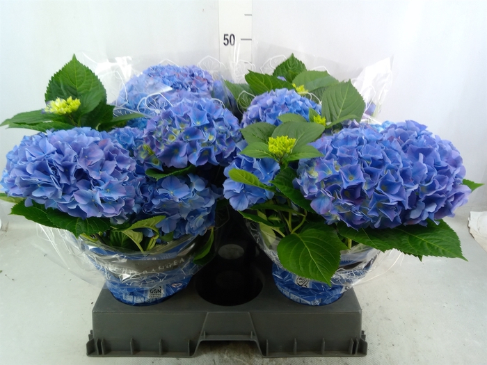 Hydrangea mac. 'Blauer Zwerg'