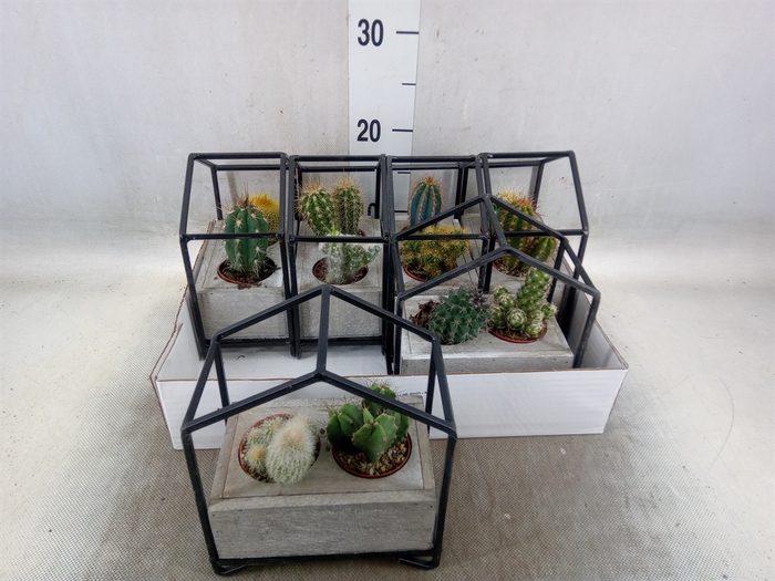 <h4>Cactus   ...</h4>