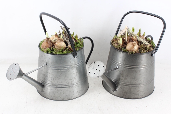 <h4>arr4 Bollenmix PL - Zink gieter 285/4</h4>