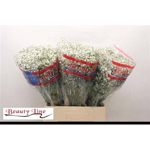 GYPS PA BEAUTY BRIDE