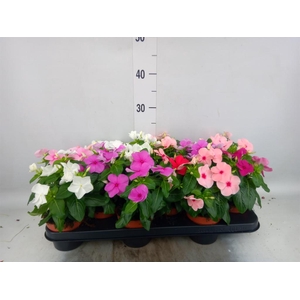 Catharanthus ros.   ...mix