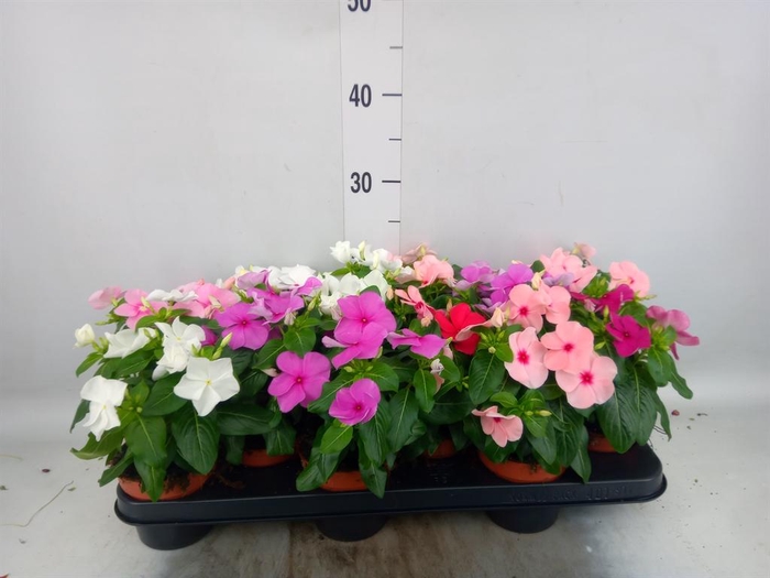 <h4>Catharanthus ros.   ...mix</h4>
