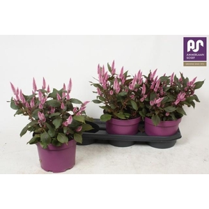 CEL WILD PINK