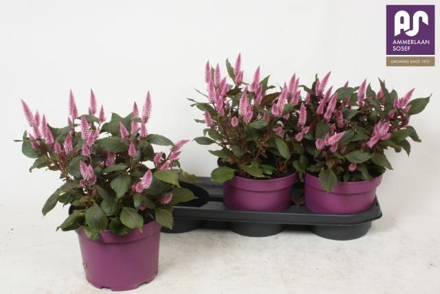 <h4>CEL WILD PINK</h4>