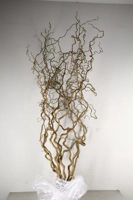 <h4>Corylus (2-jarig)</h4>