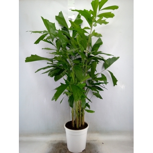 Caryota mitis