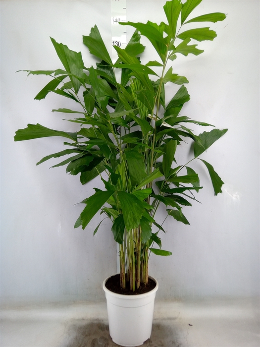 <h4>Caryota mitis</h4>