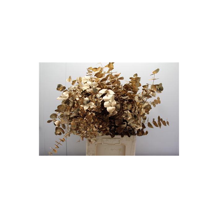 <h4>Euc Cinerea V Antiek Goud</h4>