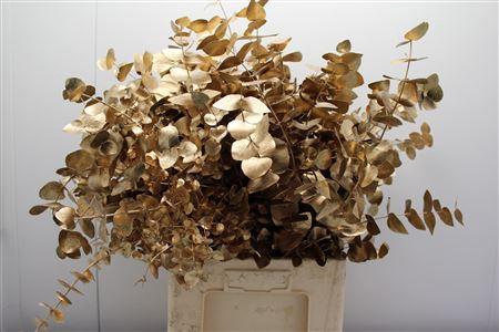 Euc Cinerea V Antiek Goud