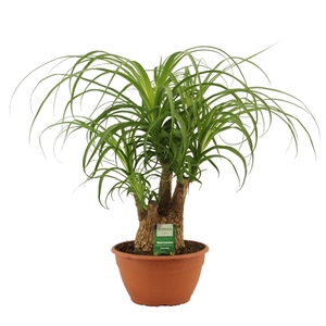Beaucarnea compact vertakt 20 cm schaal