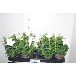 Platyco Gr Astra Whi