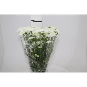 DEKKORAR/DECORATTA MAVERIK WHITE 070 CM