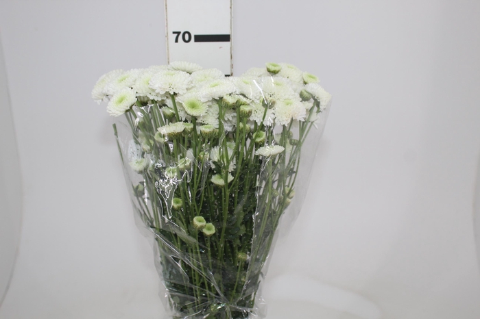 <h4>DEKKORAR/DECORATTA MAVERIK WHITE 070 CM</h4>