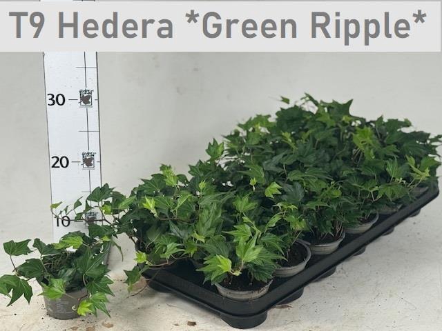 <h4>HED HE GREEN RIPPLE</h4>