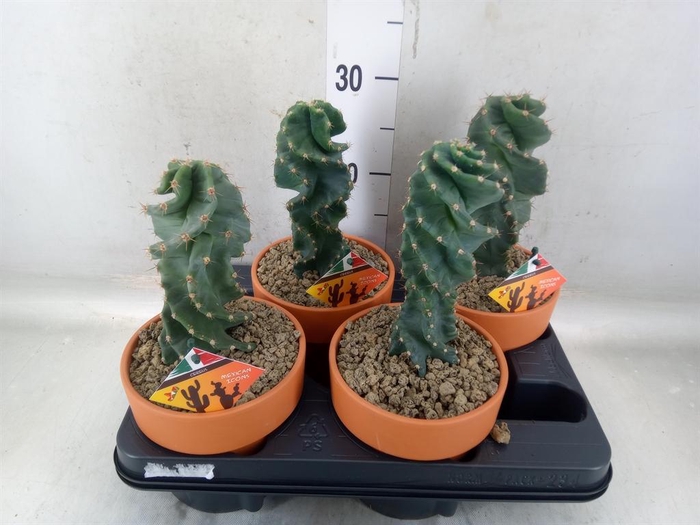 <h4>Cereus   ...</h4>