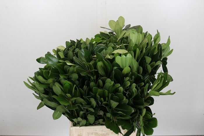 <h4>Pittosporum Nurit</h4>