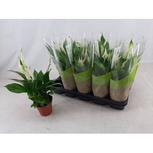 SPATH TORELLI