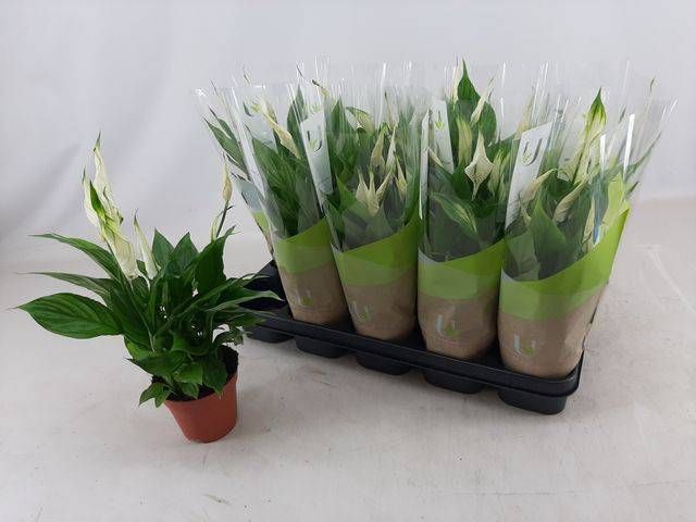 <h4>SPATH TORELLI</h4>