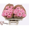 Rosa Garden Just Be