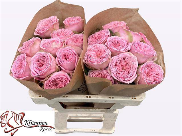 Rosa Garden Just Be