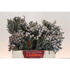 Kaaps Groen Silver Brunia