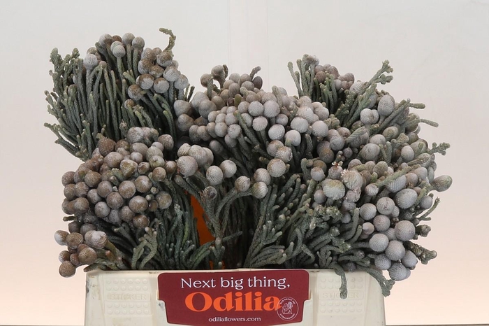 <h4>Kaaps Groen Silver Brunia</h4>