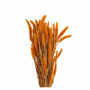 Dried Setaria X5 Frosted Salmon Bunch