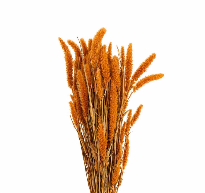 <h4>Dried Setaria X5 Frosted Salmon Bunch</h4>