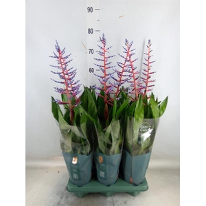 Aechmea  'Blue Rain'