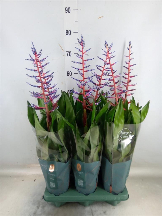 <h4>Aechmea  'Blue Rain'</h4>